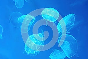 Moon Jellyfish in blue light in a large aquarium fish tank, Many large jellyfish. Luminous jellyfish background.