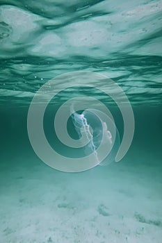 Moon jellyfish in clear water