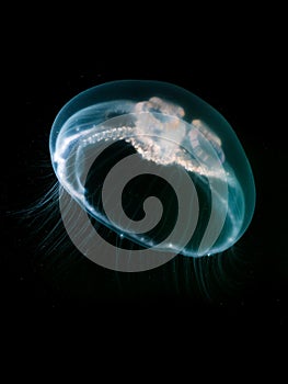 Moon Jellyfish in the dark cold water of Loch Sween, Scotland