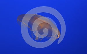 Moon Jellyfish floating against blue background
