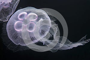 Moon Jellyfish photo