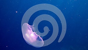 Moon Jellyfish glowing underwater