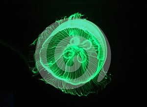 Moon Jellyfish in green light in a large aquarium fish tank, A single large jellyfish. Luminous jellyfish background.