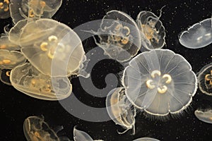 Moon Jellyfish