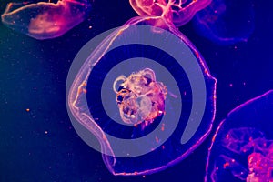 Moon jellyfish illuminated in the aquarium close-up