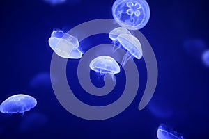 Moon jellyfish over blue water