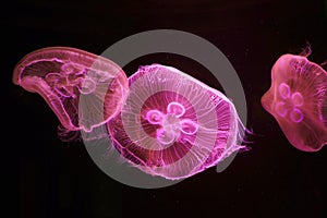 Moon Jellyfish in pink light in a large aquarium fish tank, Many large jellyfish. Luminous jellyfish background.