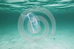 Moon jellyfish sideview