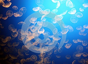 Moon jellyfish swarm