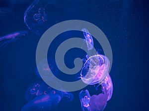 Moon Jellyfish Swim Underwater