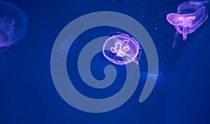 Moon Jellyfish Swim Underwater
