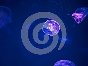 Moon Jellyfish Swim Underwater