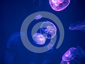 Moon Jellyfish Swim Underwater