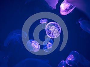 Moon Jellyfish Swim Underwater