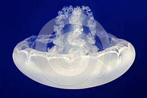 A moon jellyfish swimming upside-down