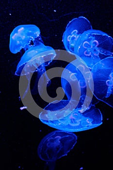 Moon jellyfish underwater on a dark background