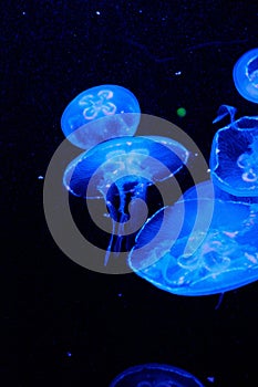 Moon jellyfish underwater on a dark background