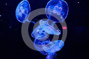Moon jellyfish underwater on a dark background