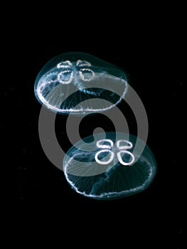 Moon Jellyfish underwater in the dark water of Loch Sween, SCotland