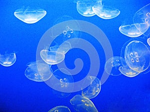 Moon jellyfish