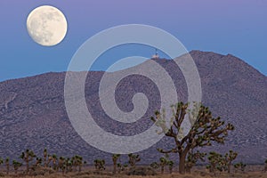 Moon Joshua Trees Mojave Desert