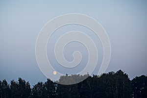 Moon in the late evening sky over the forest