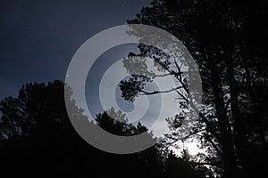 Moon light stars and blue clouds over night forest