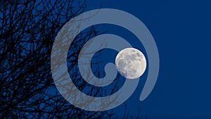 Moon light under trees