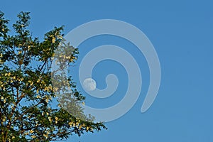 Moon in the middle of day on blue sky trough the trees