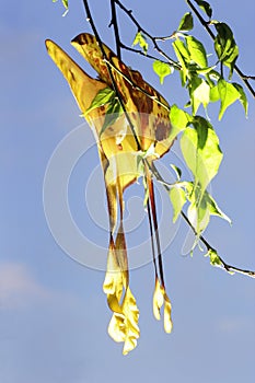 Moon Moth mating