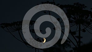 Moon and mystic silhouette plant.