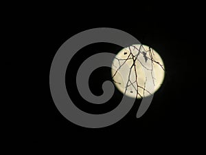 The Moon Light Through the Branches
