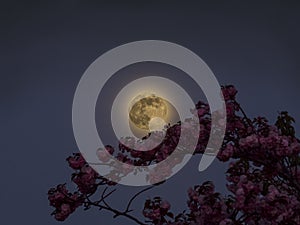 Moon, night, sakura