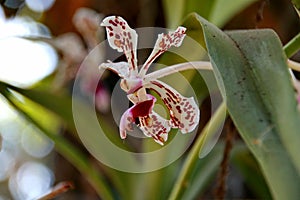 The moon orchid flower, with a white base color with red