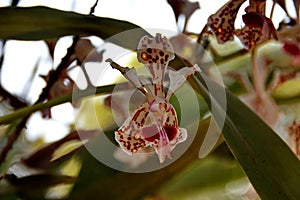 The moon orchid flower, with a white base color with red