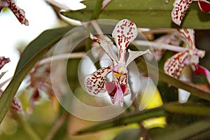 The moon orchid flower, with a white base color with red