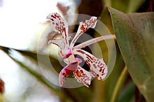 The moon orchid flower, with a white base color with red