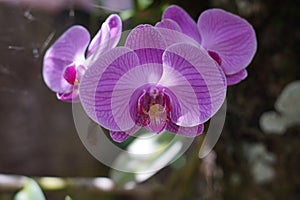 Moon orchid flowers