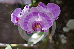 Moon orchid flowers