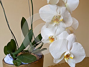 The moon orchid & x28;Phalaenopsis amabilis& x29; can be used as interior design elements that impart an elegant impression. photo