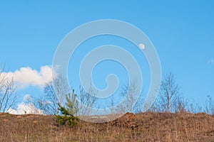 Autumn moon over a bare tree, moon over birch branches against blue sky