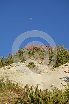 The MOON over blossoming Mount