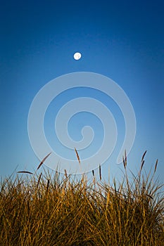 Moon over Darss Peninsula, Germany