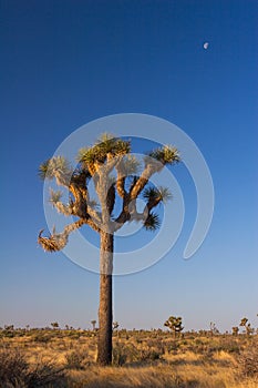 Moon over Joshua Tree