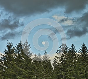 Moon over spruce trees