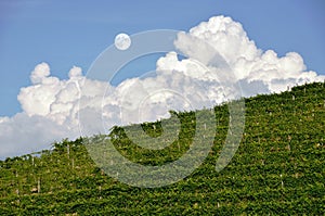 Moon over vineyard