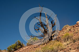 Moon Peeks Through Branches of Gnarly Dead Tree