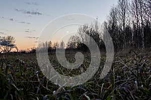 The moon in the predawn haze illuminates a field of withered grass.