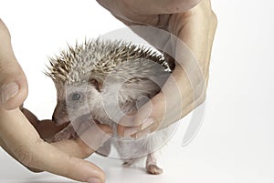 Moon rat or pygmy hedgehog