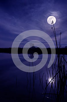 Moon And Reeds